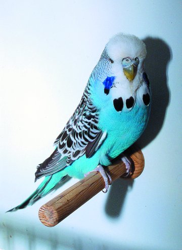 andulka2